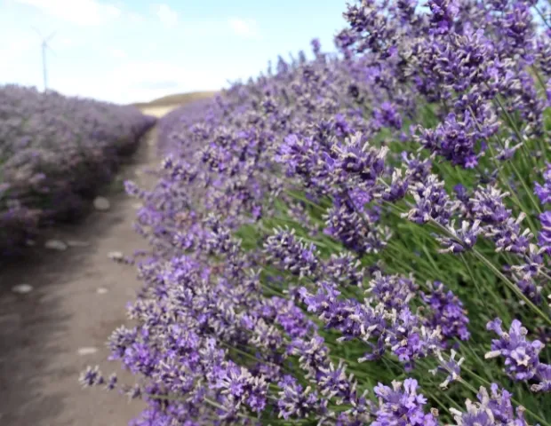 Lavender New Zealand